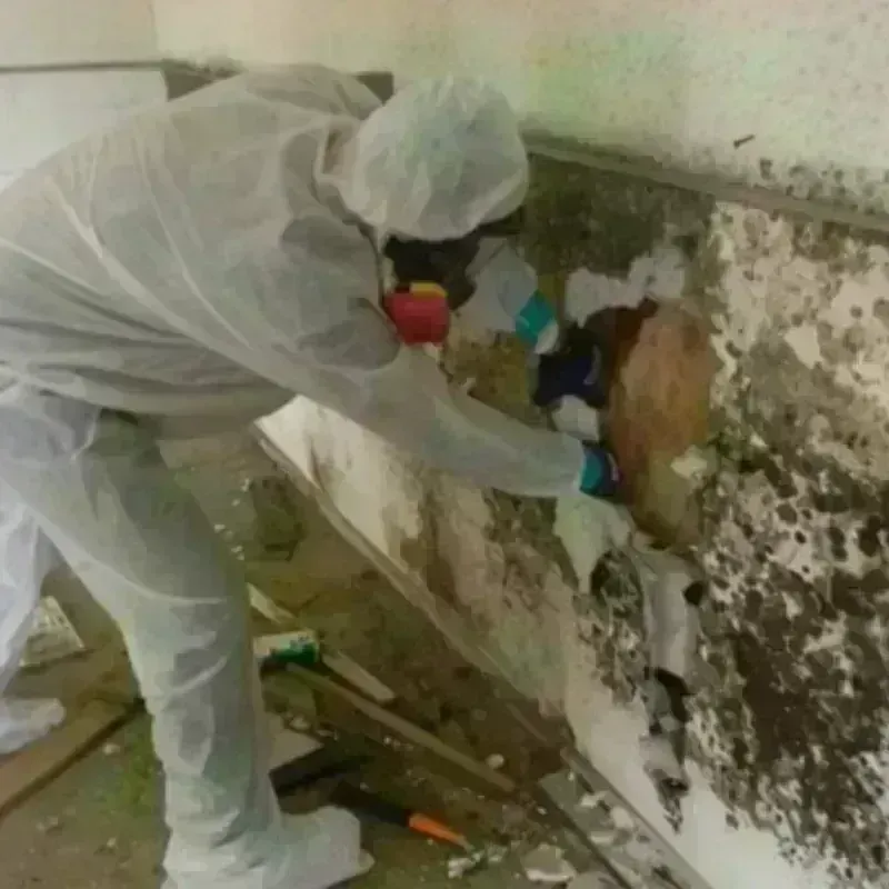 Mold Remediation and Removal in Brownfield, ME